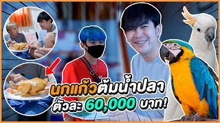 นกแก้วต้มน้ำปลา! ตัวล่ะ60,000บาท  เจ้าของนกจะรับได้ไหม | เสือชอบแกล้ง