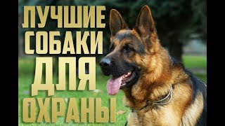 ТОП-10 ЛУЧШИХ ПОРОД СОБАК ДЛЯ ОХРАНЫ ЧАСТНОГО ДОМА/ЛУЧШИЕ СОБАКИ ДЛЯ ЗАЩИТЫ