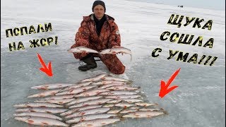 ОФИГЕТЬ! Нереальный ЖОР щуки! Лучшая зимняя рыбалка за 10 лет! Ловля на жерлицы.