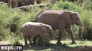 African Animal Lookout Camera powered by Explore.org