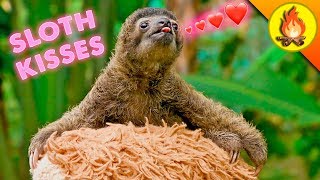 WORLD FAMOUS SLOTH…gives tiny kisses!