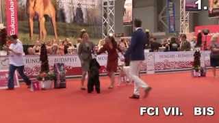 World Dog Show 2013. 05. 18. BIS