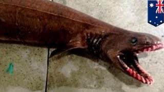 Australijski rybak złowił prehistorycznego rekina