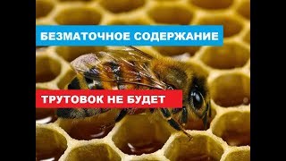 Что делать, чтоб не появились трутовки в безматочной семье.