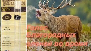 Голос благородного оленя (марал, изюбрь) во время гона.