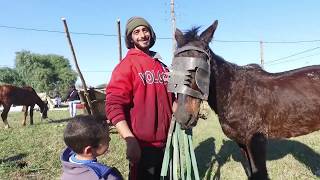 ENTREGA DE MOTOCARROS Y ADOPCIÓN DE LOS CABALLOS UTILIZADOS EN LOS CARROS