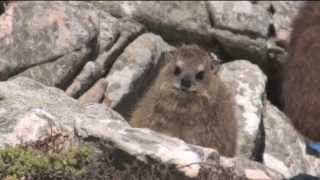 Cape Town Big 6 HD - South Africa Travel Channel 24