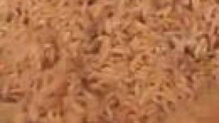 The secret to great Spanish Rice