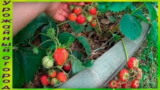 СУПЕР УРОЖАЙНАЯ ГРЯДКА КЛУБНИКИ!!!