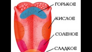 Пищеварение в ротовой полости. Урок биологии.