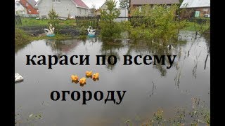Пруд на даче-3.Караси по всему огороду.