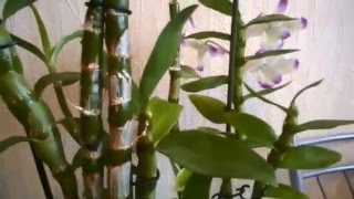 Орхидея Дендробиум- самый простой и эффективный способ размножения!