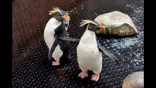 Verirrte Pinguine finden in Wien ein Zuhause I Tiergarten Schönbrunn