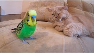 Попугай танцует а котик мурлыкает.