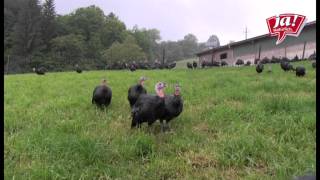 Freiland-Bioputen in der Steiermark