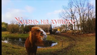 Как я кормлю телят. Скребница. Коровы. // Жизнь на хуторе