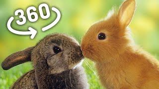 Adorable Bunnies captured in 360 degree - Move the screen to look around