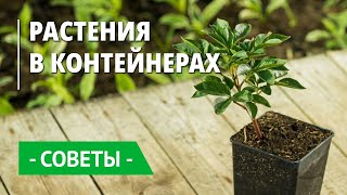 Упаковка посылок с контейнерными растениями и многолетниками