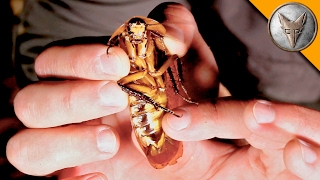YIKES! GIANT STABBING ROACH!