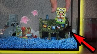 AQUARIUM INRICHTEN! (BIKINI BROEK VAN SPONGEBOB!)