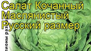 Салат кочанный Маслянистый Русский размер. Краткий обзор, описание характеристик lactuca sativa