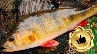 ОКУНЬ на КАМЫШ !!! удивительная рыбалка !!!
