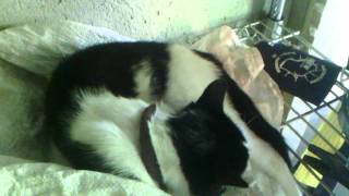 Magnet therapy pets animals acupuncture