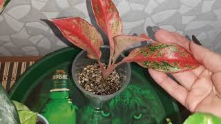 Комнатные цветы. Мои новинки Агланемы, Сингониумы