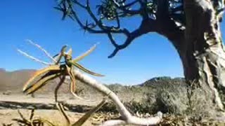 How the quiver tree survives in the desert - David Attenborough - BBC wildlife
