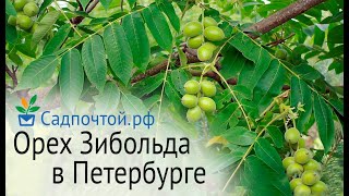 Орех Зибольда или айлантолистный в Петербурге