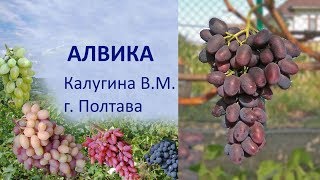 Виноград 2019  Виноград Алвика  Отзыв о винограде