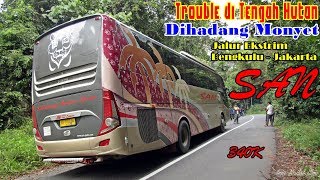 Naik Bus DIHADANG MONYET, TROUBLE di TENGAH HUTAN, Lewat Jembatan Kayu  Trip SAN Bengkulu - Jakarta