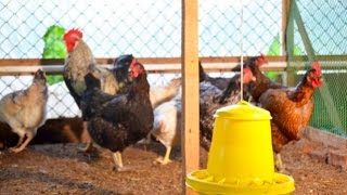 Разведение птицы в подсобном хозяйстве Руськины