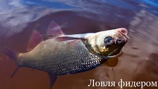 Ловля фидером ранней весной