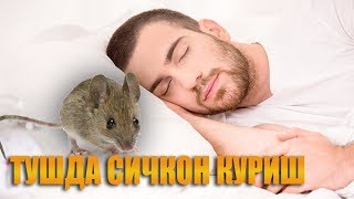 Туш табирлари - Тушда сичкон куриш