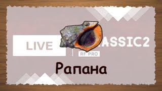 Русская Рыбалка 3.99 Ловим рапану 2020.01.27