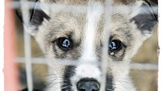 ЖЕСТОКОЕ ОБРАЩЕНИЕ С ЖИВОТНЫМИ !