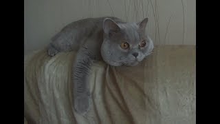 Утро с Тимофеем и "Пейзажем в осенних тонах"