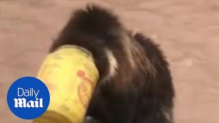 Chinese villagers help bear with head stuck in bucket