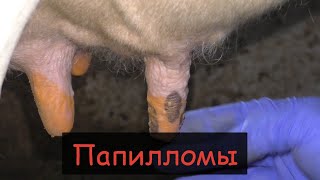 Папилломы и бородавки у коров//Папилломы на вымени у коровы