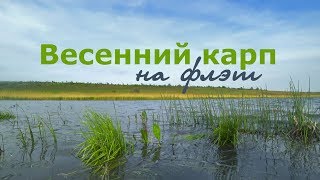 Карп. Весна. Флэт фидер. 4K
