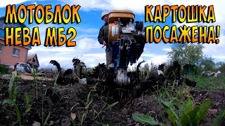 Мотоблок Нева и посадка картошки. Подводим итоги.