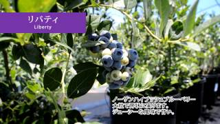 ブルーベリー苗木販売｜大関ナーセリー