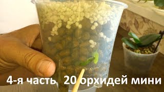 ПОЛИВ ОРХИДЕИ мгновенный в такой посадке и этом грунте