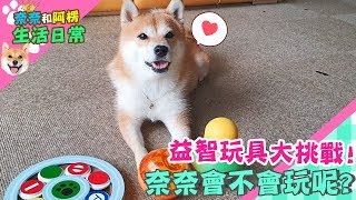益智玩具大挑戰!!奈奈會不會玩呢【奈奈日常】