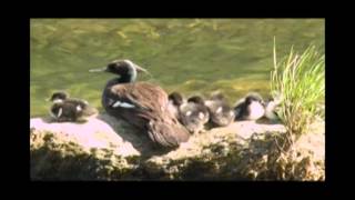 ICMBio - Pato Mergulhão - Parque Nacional da Chapada dos Veadeiros
