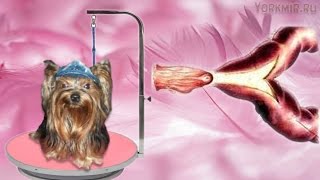 Ложная беременность у собак | Симптомы | Что делать.