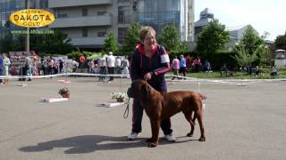 Харьков, выставка собак, стадион Пионер, 08,09,05,2017, репортаж, обзор, 10