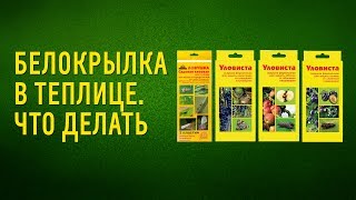 БЕЛОКРЫЛКА В ТЕПЛИЦЕ. ПЛОДОЖОРКА НА ЯБЛОНЕ И СЛИВЕ. ЧТО ДЕЛАТЬ?