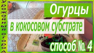 СЕЕМ ОГУРЦЫ В КОКОСОВЫЙ СУБСТРАТ!!! ОТЛИЧНЫЙ СПОСОБ №4